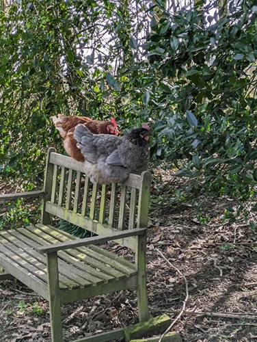 Hens on a bench at Ferndale